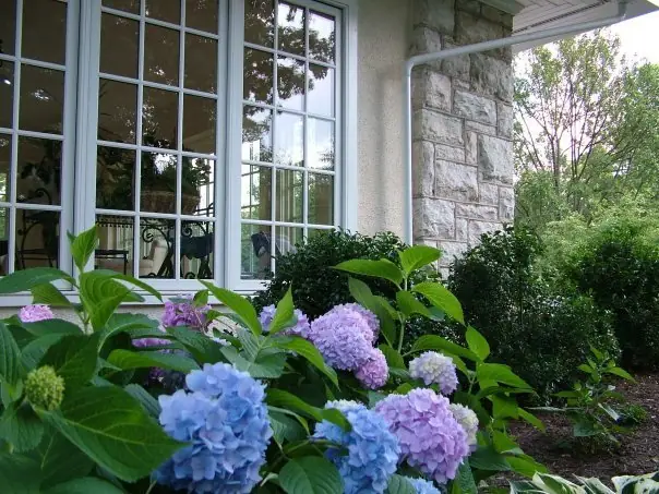 Hydrangeas and foundation planting installed by Perrino Landscape against a stone and stucco Cincinnati home